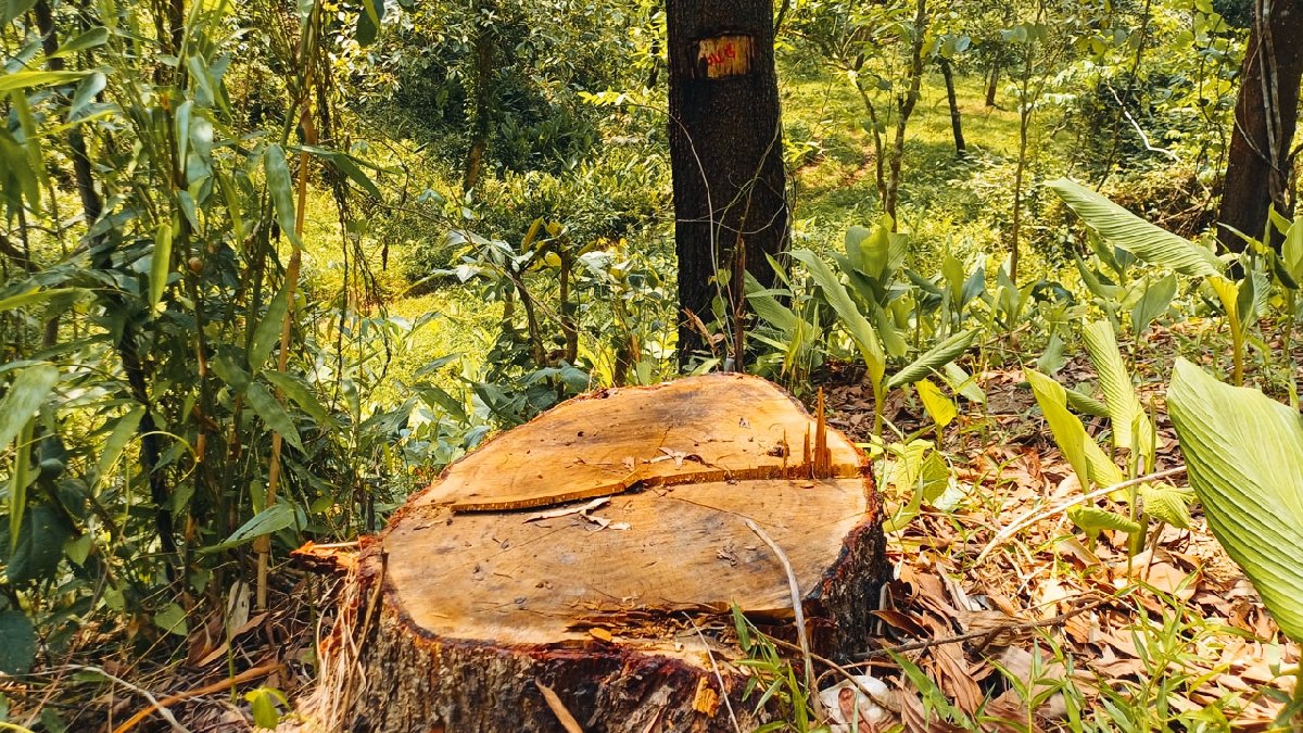 টাঙ্গাইলের বন বিপর্যয়: অনুমোদনহীন স’মিলেই হারিয়ে যাচ্ছে প্রাকৃতিক শালবন