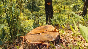 টাঙ্গাইলের বন বিপর্যয়: অনুমোদনহীন স’মিলেই হারিয়ে যাচ্ছে প্রাকৃতিক শালবন