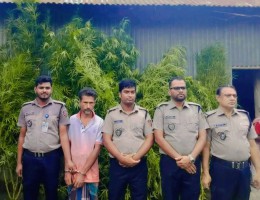 প্রশাসনের চোখ ফাঁকি দিয়ে বাড়ির আঙিনায় গাঁজা চাষ, ভূঞাপুরে ১১টি গাঁজা গাছসহ আটক ১